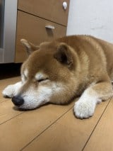 XAJEgE@kotaro_chang̈E낤(ʐ^X) 