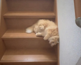 Łgt̉hG}(摜:lRh @NEKOLAND13) 