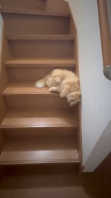 Łgt̉h悤ɊKi~G}(摜:lRh @NEKOLAND13) 