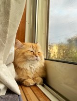 XAJEgElRh(@NEKOLAND13)̈LEG}(ʐ^X) 