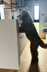 �L�b�`�����Ƃ���Ȃɑ傫���c(@loa_.lulu���) 