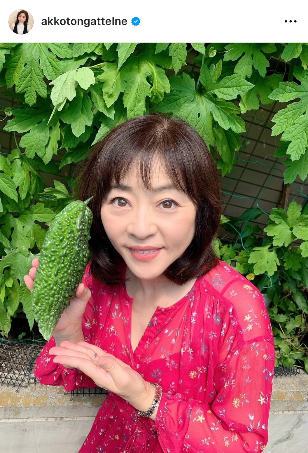 {qu䂪Ƃ̃S[N̎nł #΂̃J[ev (ʐ^̓CX^O @akkotongattelne ) 