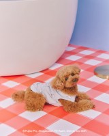 �y�h��������z�yCAT&DOG�z�����v���I�[�o�[ 