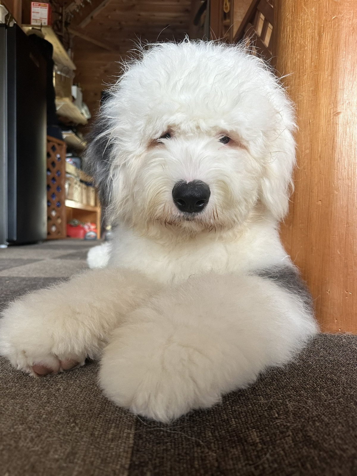 XAJEgE@chouchou_the_g̈Eނނ(ʐ^X) 