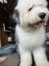 XAJEgE@chouchou_the_g̈Eނނ(ʐ^X) 