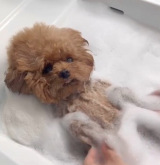 �ŏ��͂��ӂ��ӂ������A�g�C�v�[�h���̃|�|����� 