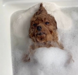 �����b�N�X�����\���������A�g�C�v�[�h���̃|�|����� 