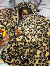 �ҋחނȂ̂Ɂc�Ȃ񂩃J���C�C? �匙���Ȓܐ؂�^�C���Ɂu�s���s���v�Ɩ��čR�c����L�[������(�摜��@second.peace.0707) 