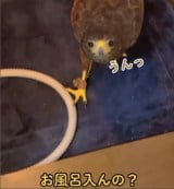 �u���Ԍ��v�Ƃ��Ă΂�悭�����n���X�z�[�N�B�Ƃł͑�D���ȓc������̌������ĕ����Ă��邻��!(�摜��@second.peace.0707) 