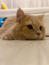 XAJEgE݂˂(@____tukimineko)̈LE݂(ʐ^X) 