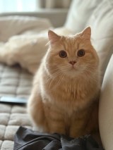 XAJEgE݂˂(@____tukimineko)̈LE݂(ʐ^X) 