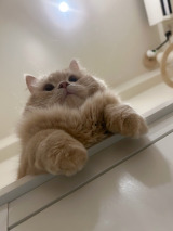 XAJEgE݂˂(@____tukimineko)̈LE݂(ʐ^X) 