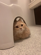 XAJEgE݂˂(@____tukimineko)̈LE݂(ʐ^X) 