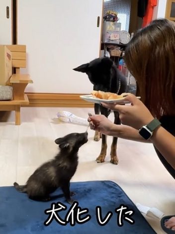 ���ǂ�̏����ȍ��B�Z�팢�̕ی쌢�ƂƂ��ɂ���^�C�����B�i�摜�񋟁�second.peace.0707�j 