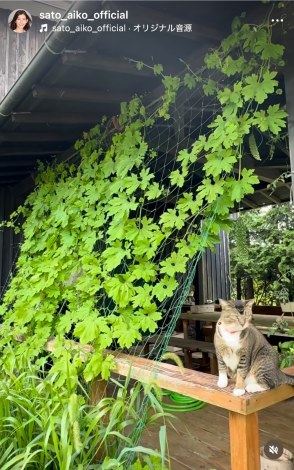 �������q�u���N���A���܂����S�[��!!�v�i�ʐ^�̓C���X�^�O���� @sato_aiko_official ���j 