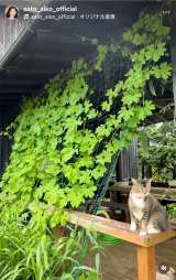 �������q�u���N���A���܂����S�[��!!�v�i�ʐ^�̓C���X�^�O���� @sato_aiko_official ���j 