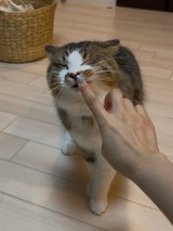 XAJEgE@hotanyan̈LEقĂ(ʐ^X) 