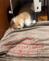 �u�L�̂Ă񂩂񔭍�͏��߂Č����v���a�̂���ی�L���}�����ꂽ�����傳��̑z���u���̎q�Ȃ�̍K���������Đ����Ăق����v 