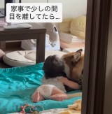 ����6�����̒j�̎q�ƃV�x���A���n�X�L�[�̂邩�����(Instagram/@luca.0823���) 