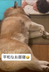 ����6�����̒j�̎q�ƃV�x���A���n�X�L�[�̂邩�����(Instagram/@luca.0823���) 