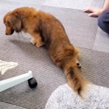 ����둫��Ⴢ̃_�b�N�X�t���h����Ղ̉񕜁A�Ƒ��̎��������z����1�N�̃��n�r�������56����Đ��u�w�͂̎������v 