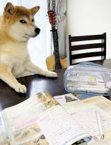 �u���킢!�v�Č����g�s���ڐ��h �����傪�׋����ɋC���ɂނƁc�u��C���s�������Ă���v 