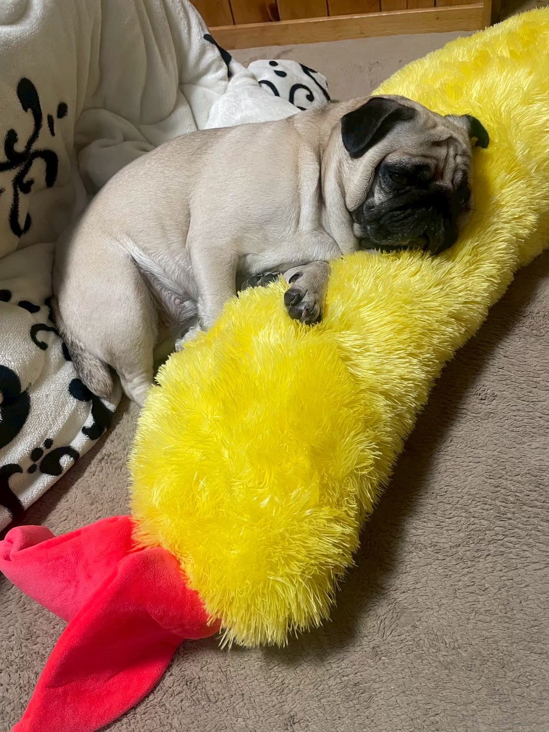 XAJEgE@Umechanpag̈E߂(ʐ^X) 