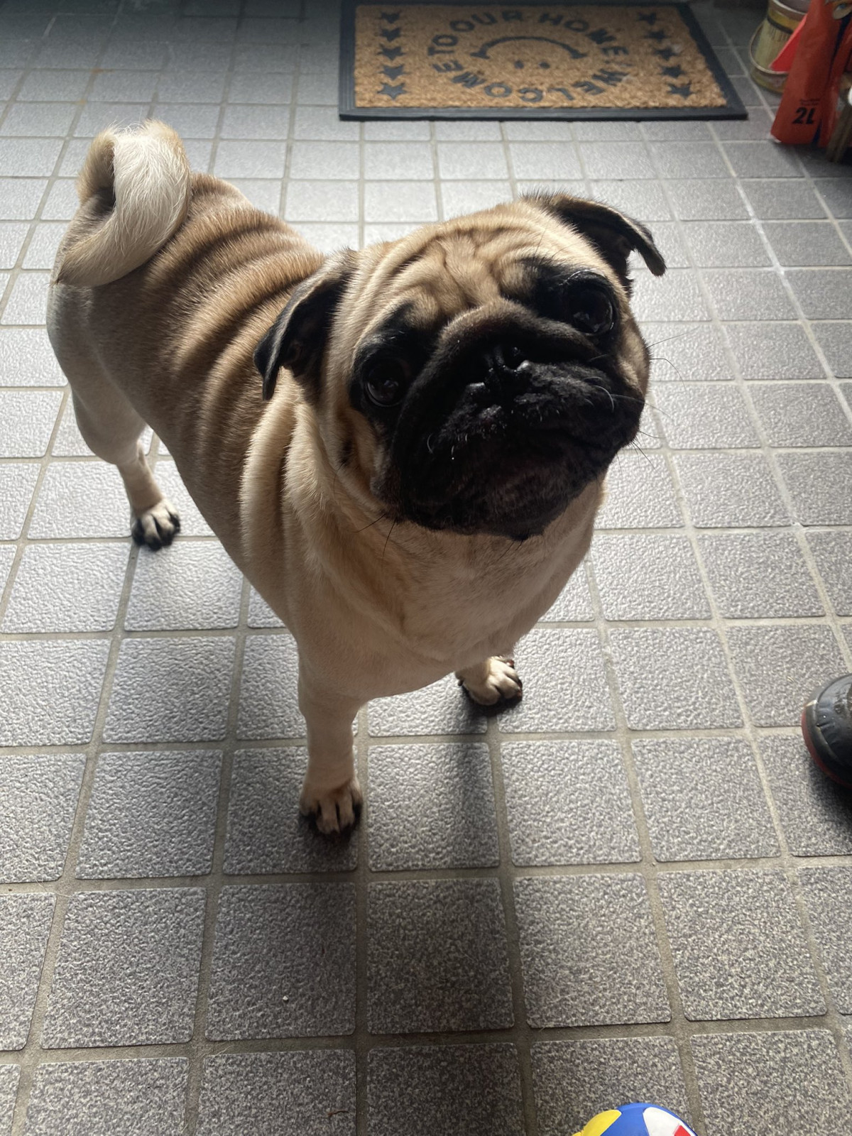 XAJEgE@Umechanpag̈E߂(ʐ^X) 