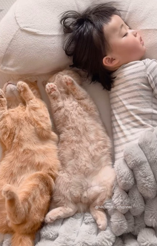 ЂȂƌZL܂邭&L̓(Instagram/@hinamaru_channel) 