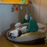 �v�[�����[�̉��łւ��V���Ė���Ziggy����i��bokumarley���j 