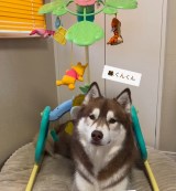 �Ԃ�����������������Ƀv�[�����[�̉��ɍ���Ziggy����i��bokumarley���j 