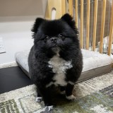 ���F�̂悤�Ȃ����������/�m�A&�������y�ڂ���̓|�����j�A���z����(@noah_kutsushita)�� 