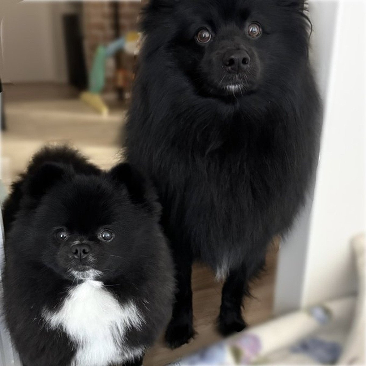 画像・写真 | 「首の傾げ方までそっくり」“信楽焼のたぬき”に似ている