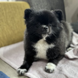 �Ⴊ���킢��! �����������/�m�A&�������y�ڂ���̓|�����j�A���z����(@noah_kutsushita)�� 