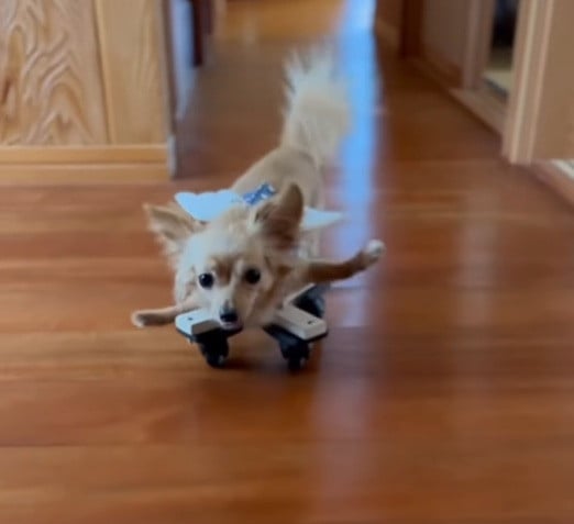 ܂OɏQ̂`bNX̂܂ߋg(Instagram/@mamekichi_1128) 