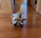 ܂OɏQ̂`bNX̂܂ߋg(Instagram/@mamekichi_1128) 