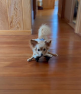 ܂OɏQ̂`bNX̂܂ߋg(Instagram/@mamekichi_1128) 