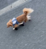 ܂OɏQ̂`bNX̂܂ߋg(Instagram/@mamekichi_1128) 