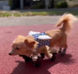 ܂OɏQ̂`bNX̂܂ߋg(Instagram/@mamekichi_1128) 