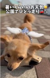 ܂OɏQ̂`bNX̂܂ߋg(Instagram/@mamekichi_1128) 