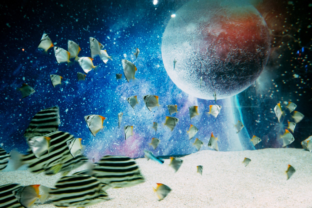 Ђ炩p[NVGAwvlbgANAE|[g `UNDER WATER SPACE`x 