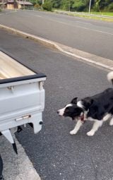 �g���b�N�̉ב�ɔ�я�낤�ƍ\����r�X����^�����傳��摜�� 