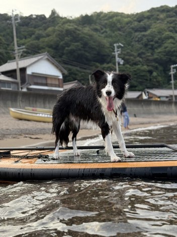 �{�[�h�ɏ��r�X����^�����傳��摜�� 