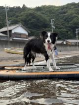 �{�[�h�ɏ��r�X����^�����傳��摜�� 