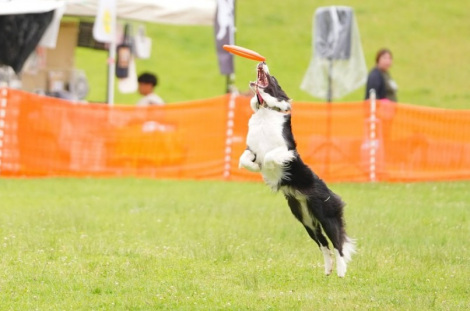 �f�B�X�N�h�b�O�t���[�X�^�C���ɒ��ރr�X����^�����傳��摜�� 