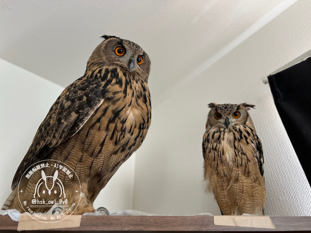 お仕事行かないで…”フクロウの愛情表現、大好きなパパの出勤を