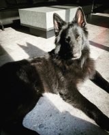 �����͙z�X�����V�F�p�[�h�A������Ɓc? �ԓx�h���ςԂ�h�Ɂu���킪����Č�����قǃV�����Ƃ��Ă�v 