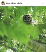 ���M���q�u����c��ڕւ�5�v�u�؂̗t�̒��Ƀg���t�Y�N���܂����v (�ʐ^�̓C���X�^�O���� @isono_kiriko ���) 