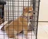 出してほしくて鳴いていたら、あくび出ちゃった…豆柴のかわいすぎる欲求に「心を鬼にして見守っていました」