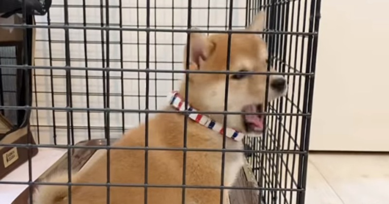 出してほしくて鳴いていたら、あくび出ちゃった…豆柴のかわいすぎる